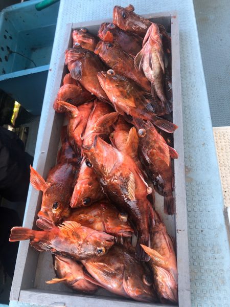 岡田釣船 八英丸 釣果