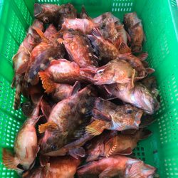 岡田釣船 八英丸 釣果