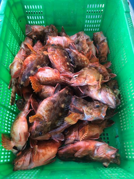 岡田釣船 八英丸 釣果