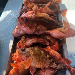 岡田釣船 八英丸 釣果