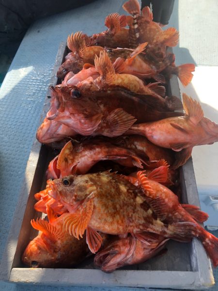 岡田釣船 八英丸 釣果