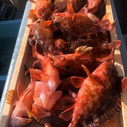 岡田釣船 八英丸 釣果