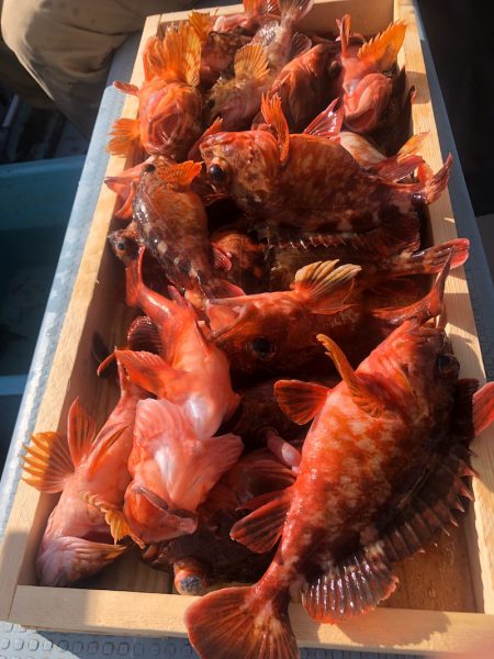 岡田釣船 八英丸 釣果