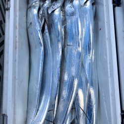 フィッシング キッタカ 釣果