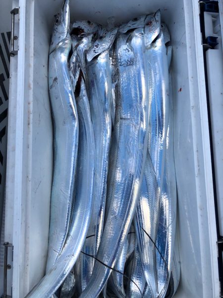 フィッシング キッタカ 釣果