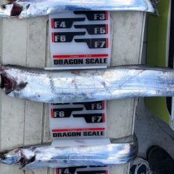 フィッシング キッタカ 釣果