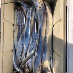 フィッシング キッタカ 釣果