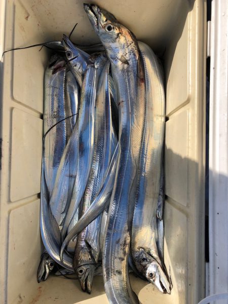 フィッシング キッタカ 釣果