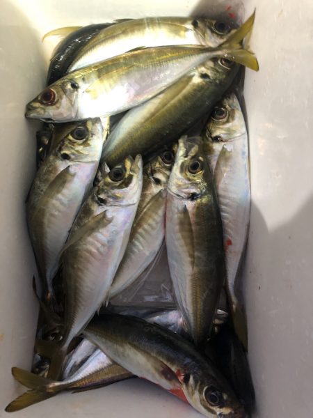 ヤザワ渡船 釣果