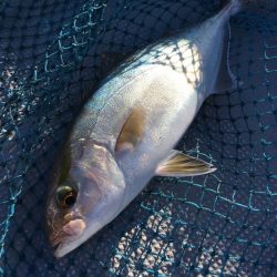 渡船屋たにぐち 釣果