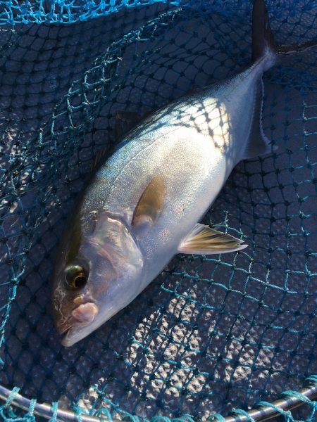 渡船屋たにぐち 釣果