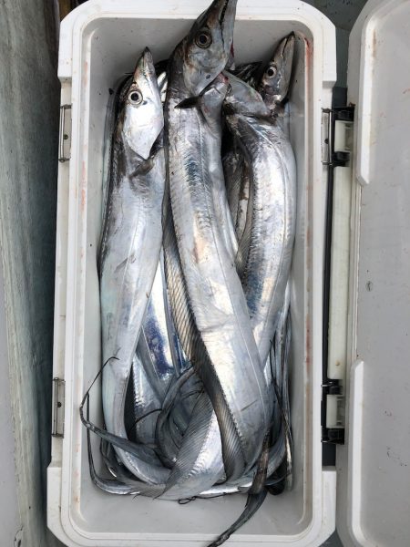 フィッシング キッタカ 釣果