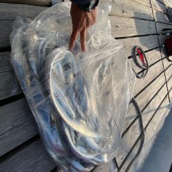 末広丸(熊本) 釣果