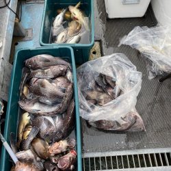 シーランチ 釣果