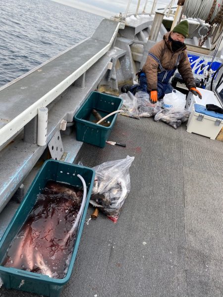 シーランチ 釣果