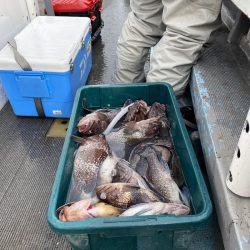 シーランチ 釣果