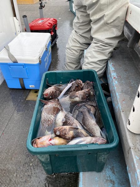 シーランチ 釣果