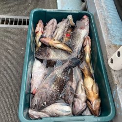 シーランチ 釣果