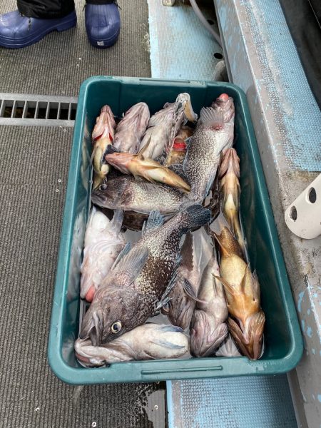 シーランチ 釣果