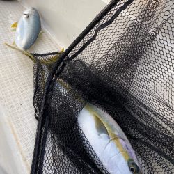 「LaGooN」蒼陽丸 日和号　 釣果