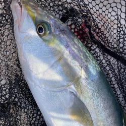 「LaGooN」蒼陽丸 日和号　 釣果