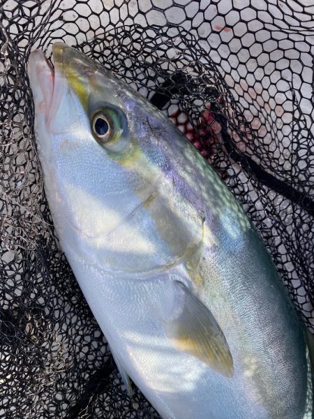 「LaGooN」蒼陽丸 日和号　 釣果