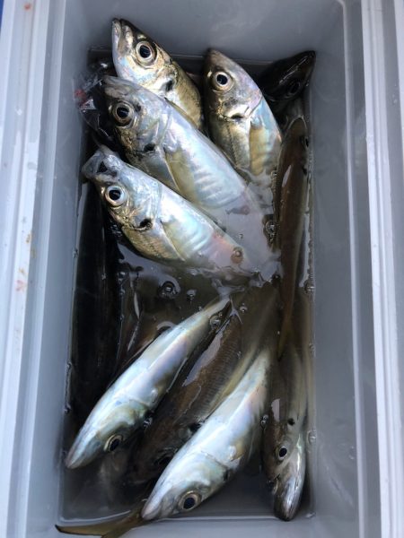 ヤザワ渡船 釣果