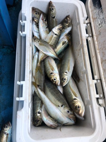 ヤザワ渡船 釣果