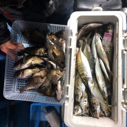 ヤザワ渡船 釣果