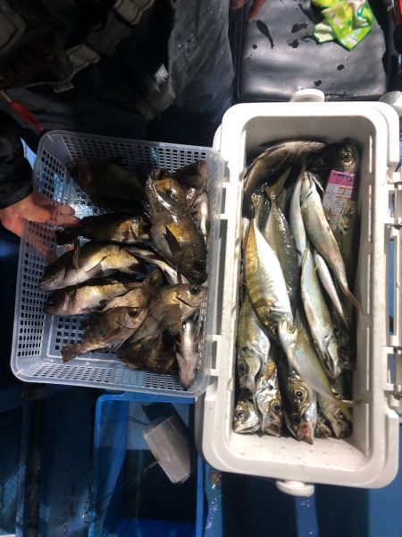 ヤザワ渡船 釣果