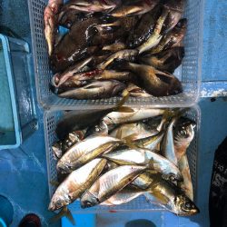 ヤザワ渡船 釣果