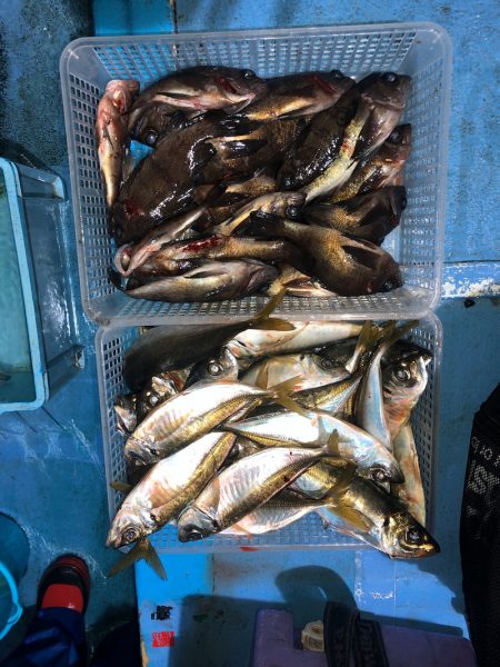 ヤザワ渡船 釣果