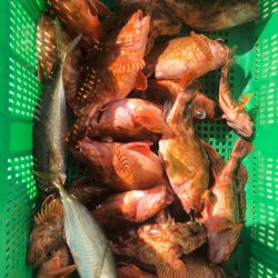 岡田釣船 八英丸 釣果