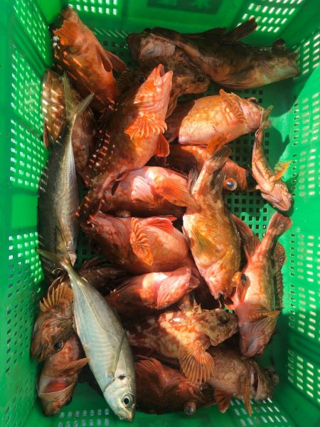 岡田釣船 八英丸 釣果