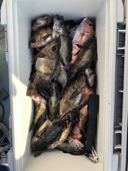 フィッシング キッタカ 釣果