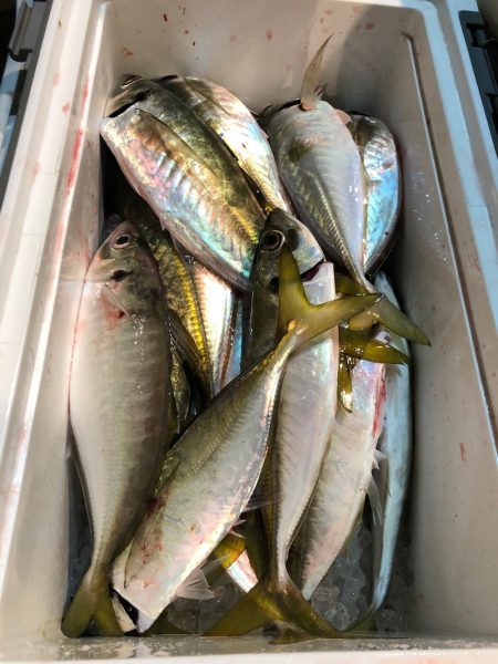 ＴＡＲＯＭＡＲＵ 釣果