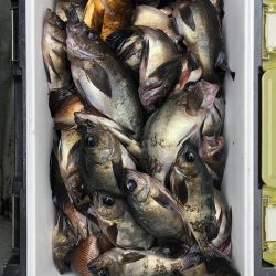 フィッシング　キッタカ 釣果