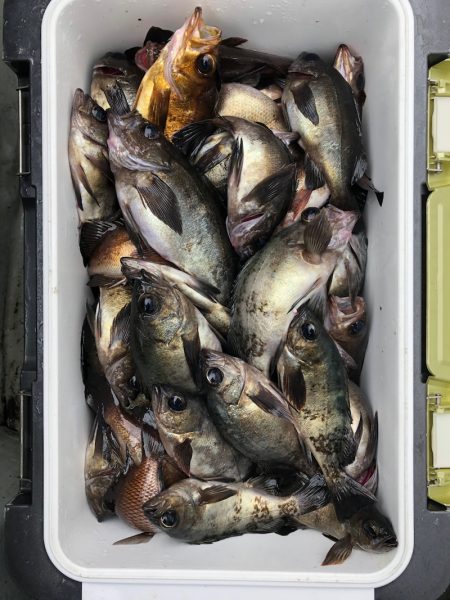 フィッシング　キッタカ 釣果