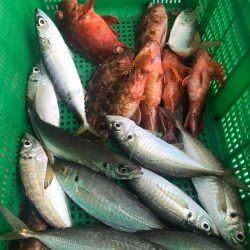 岡田釣船　八英丸 釣果