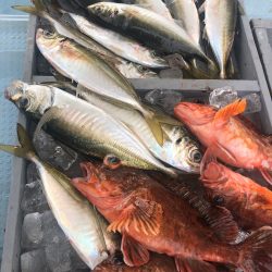 岡田釣船　八英丸 釣果