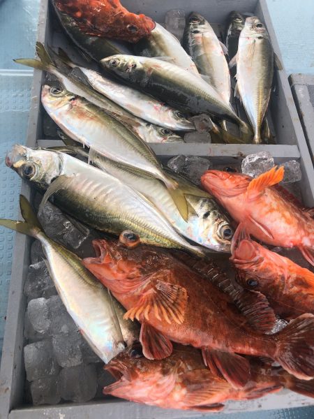 岡田釣船　八英丸 釣果