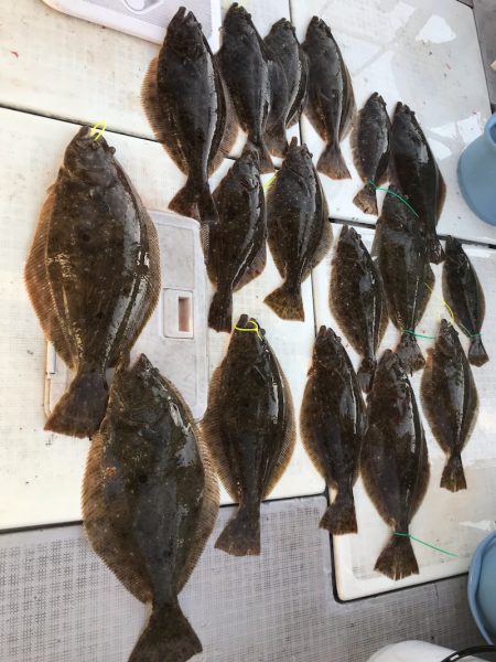 遊漁船メテオ 釣果