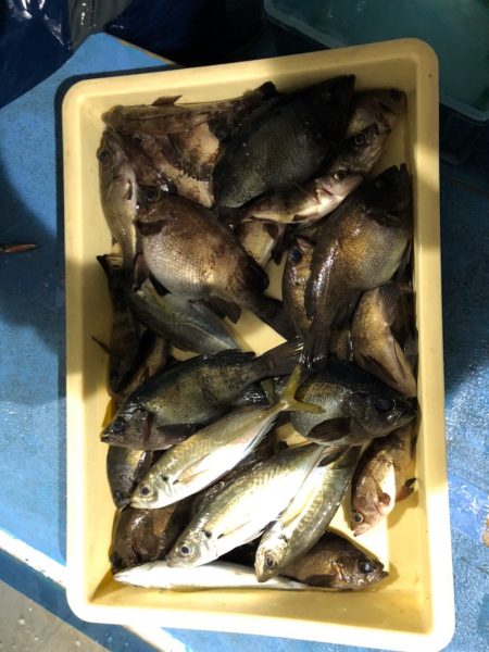 ヤザワ渡船 釣果