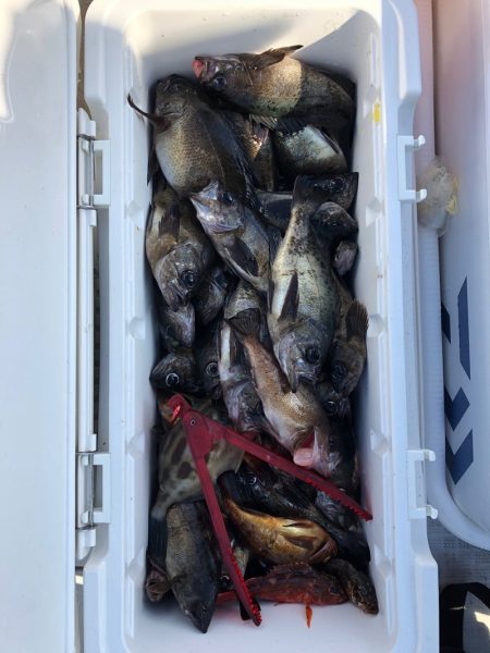 フィッシング キッタカ 釣果