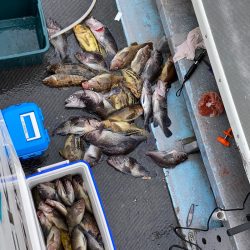 シーランチ 釣果