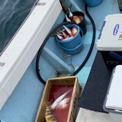 あみや渡船 JIGBOY 釣果