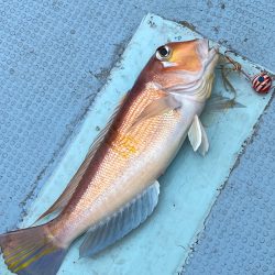 あみや渡船 JIGBOY 釣果