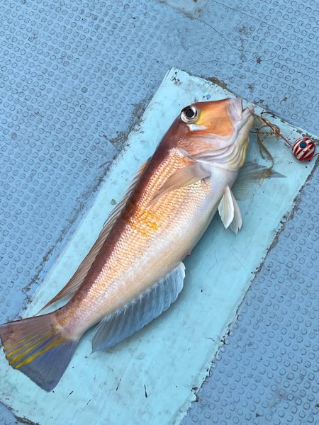 あみや渡船 JIGBOY 釣果