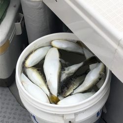 浜栄丸 釣果