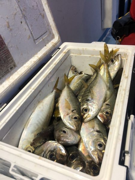 ヤザワ渡船 釣果